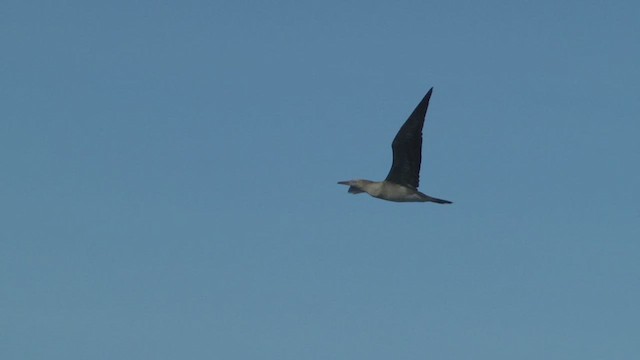 Red-footed Booby (Indopacific) - ML609313784