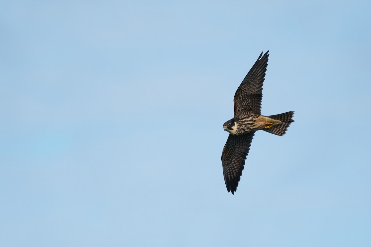 Eurasian Hobby - ML609313801