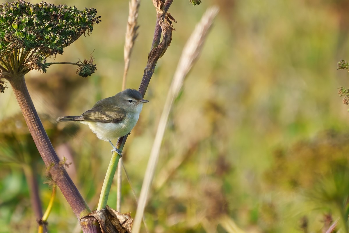 Warbling Vireo - ML609313843