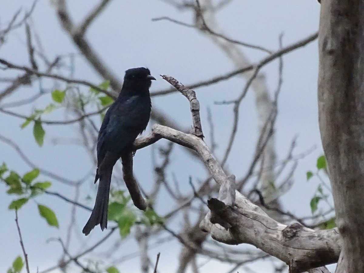 Greater Racket-tailed Drongo - ML609313859