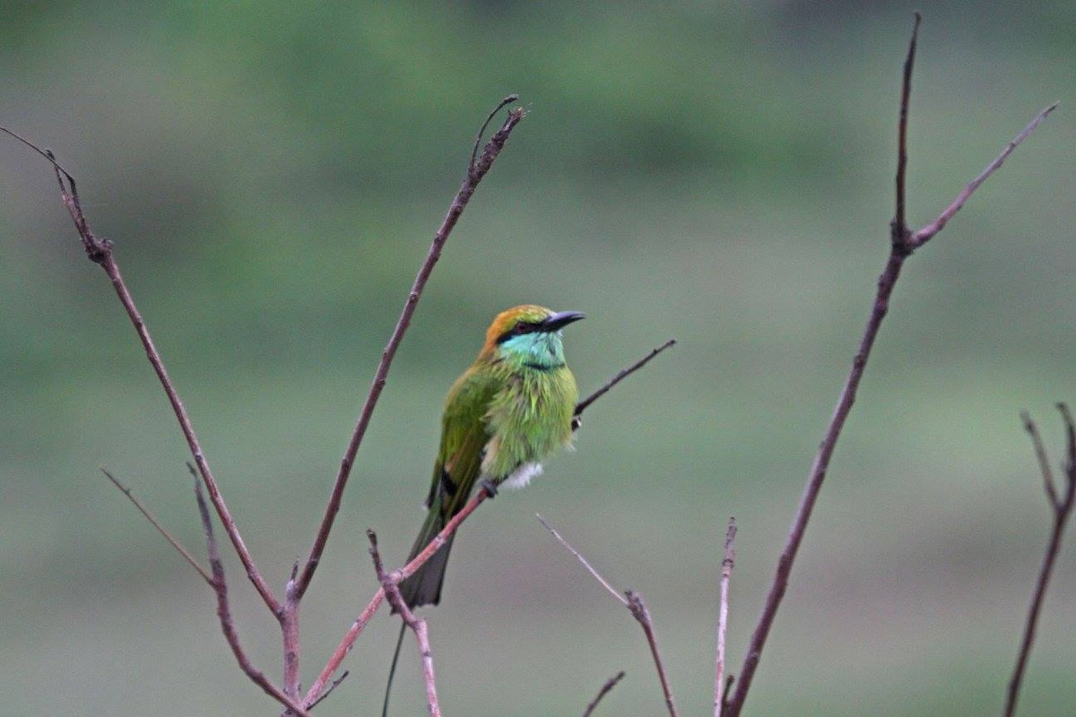 Asian Green Bee-eater - ML609313920