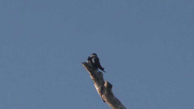 Moustached Treeswift - ML609313926