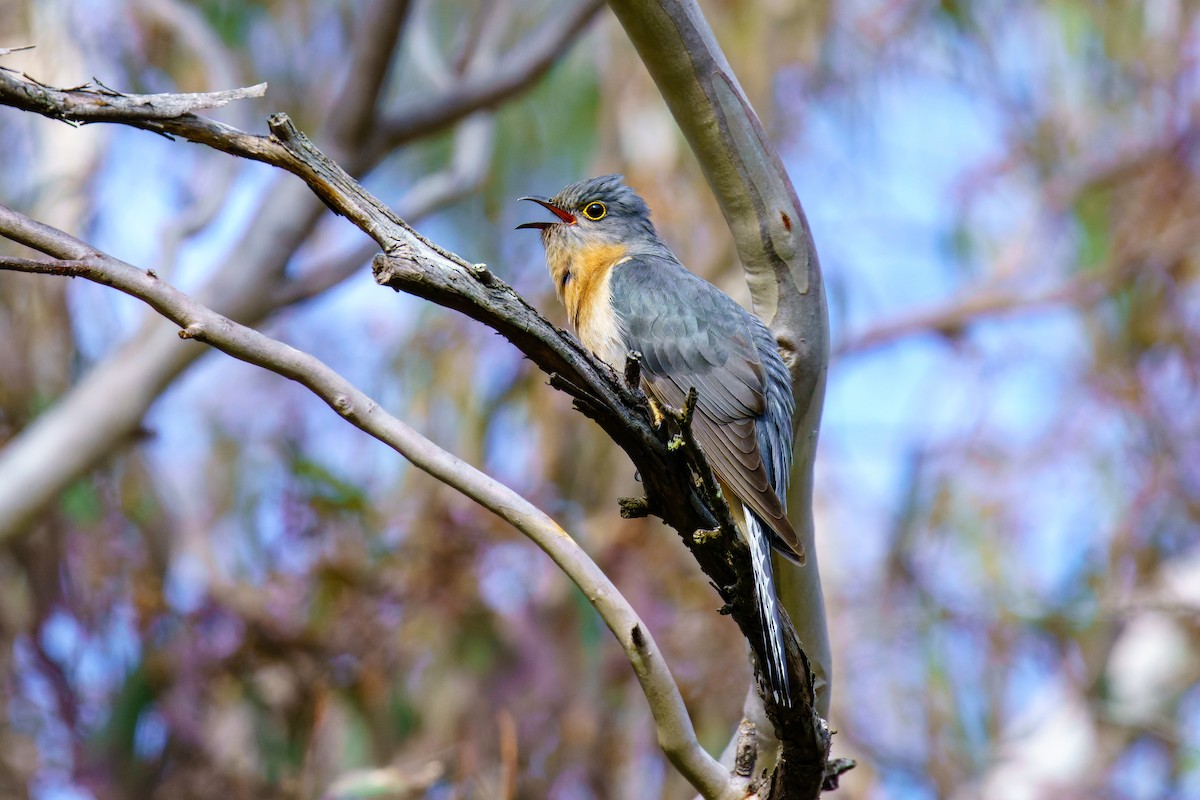 Fan-tailed Cuckoo - ML609313995