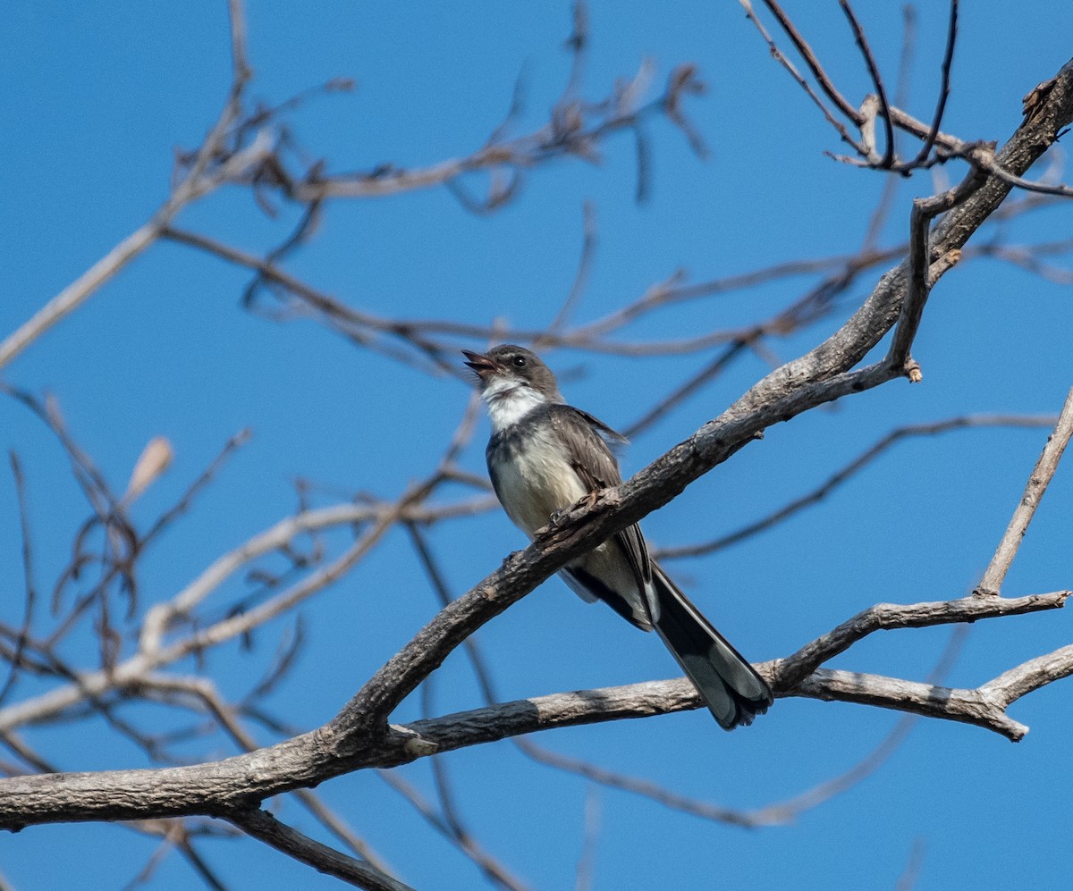 Northern Fantail - ML609314095