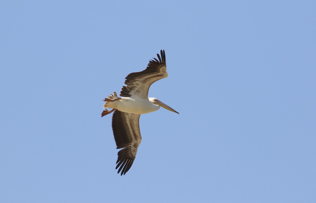 Great White Pelican - ML609314132