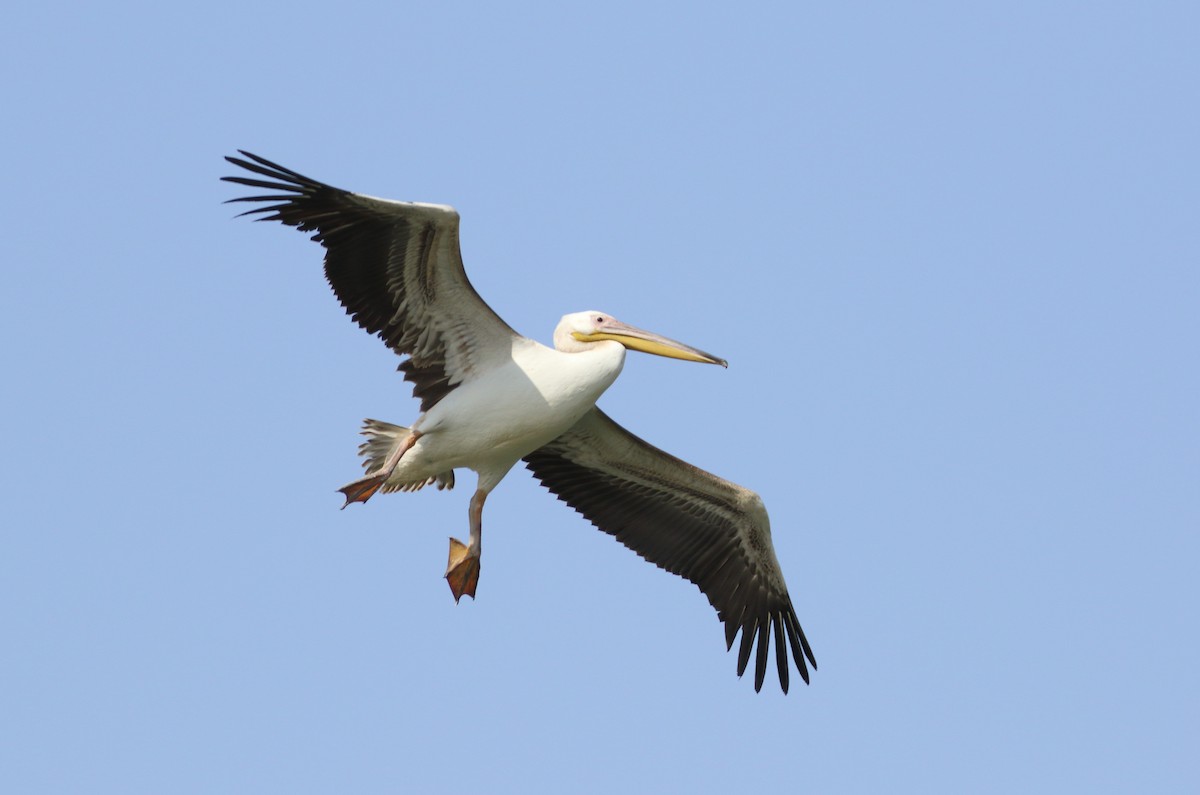 Great White Pelican - ML609314133