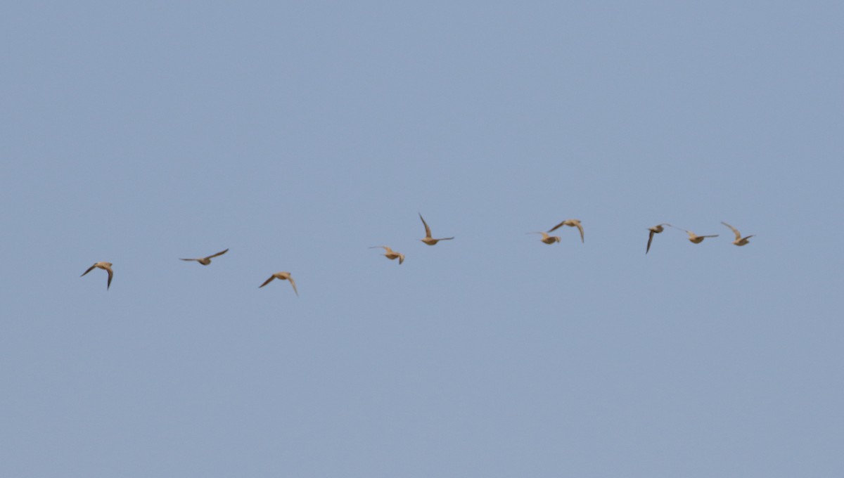 Spotted Sandgrouse - ML609314163