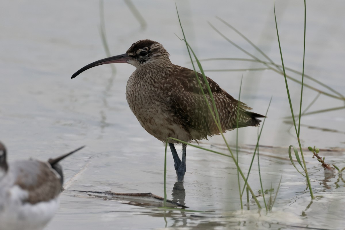 Whimbrel - ML609314254