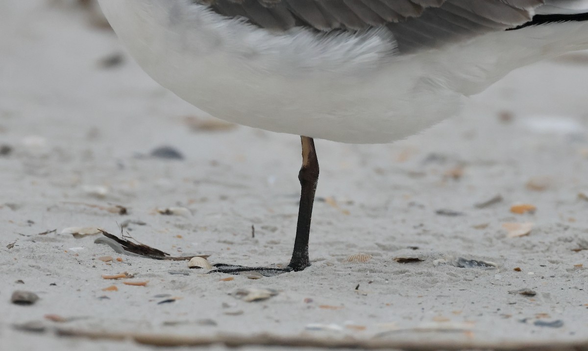 Mouette de Franklin - ML609314344