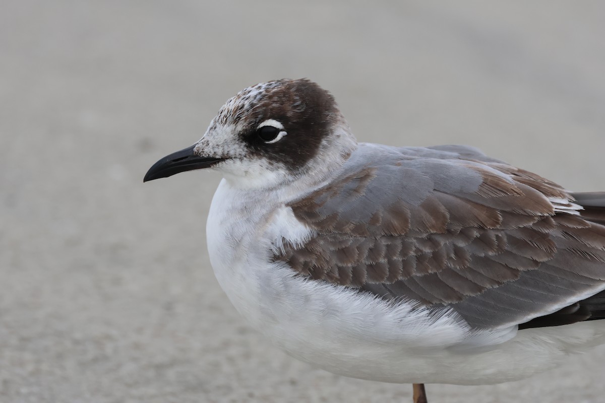 Franklin's Gull - Jamie Adams