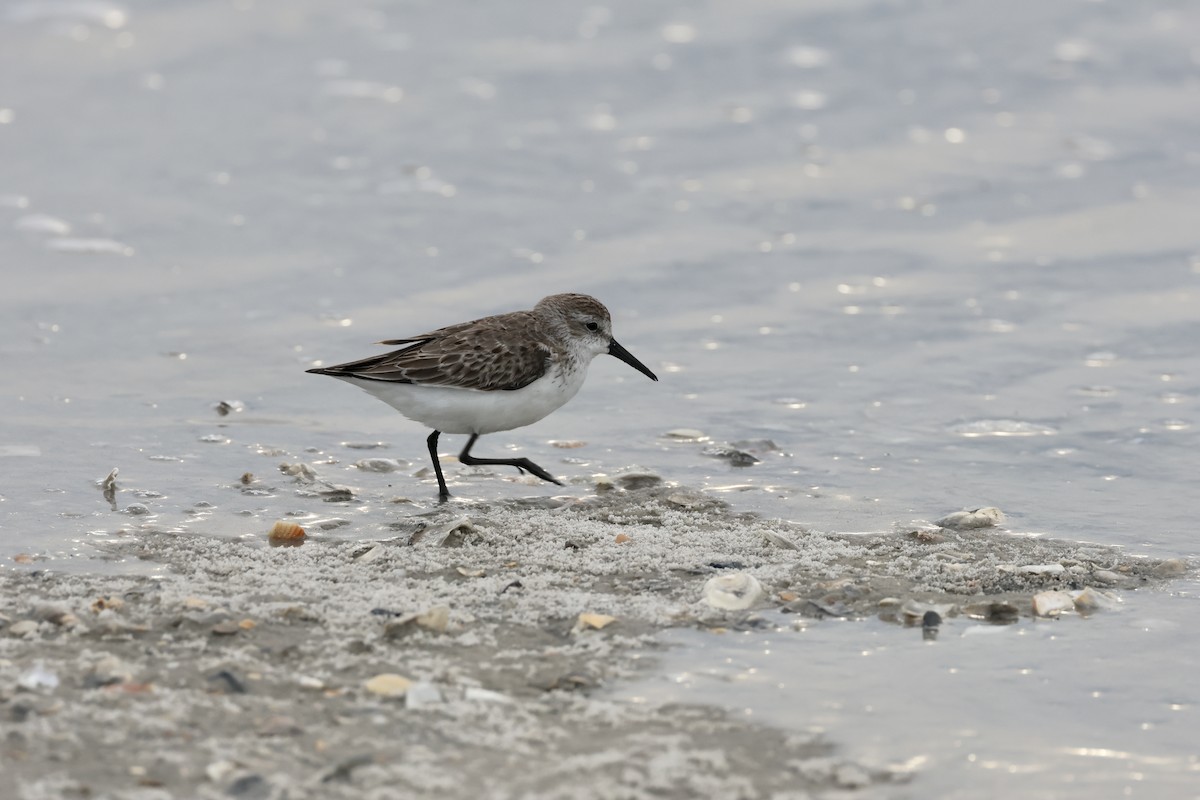 Western Sandpiper - Jamie Adams