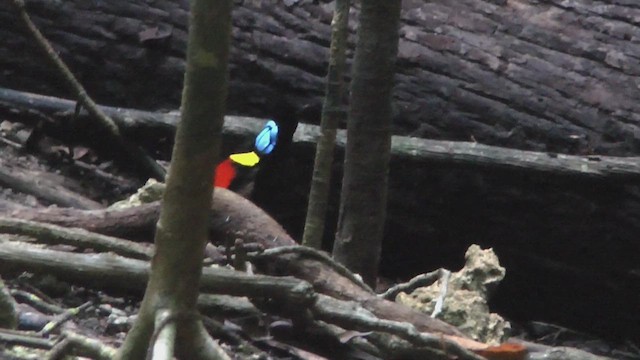 Синеголовая райская птица - ML609314502