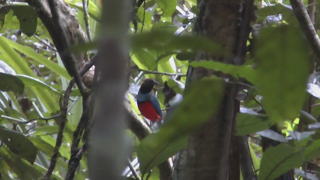 Papua-Blaubrustpitta - ML609314513