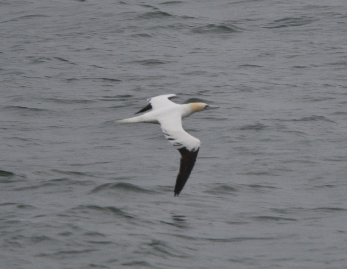 Northern Gannet - ML609314559