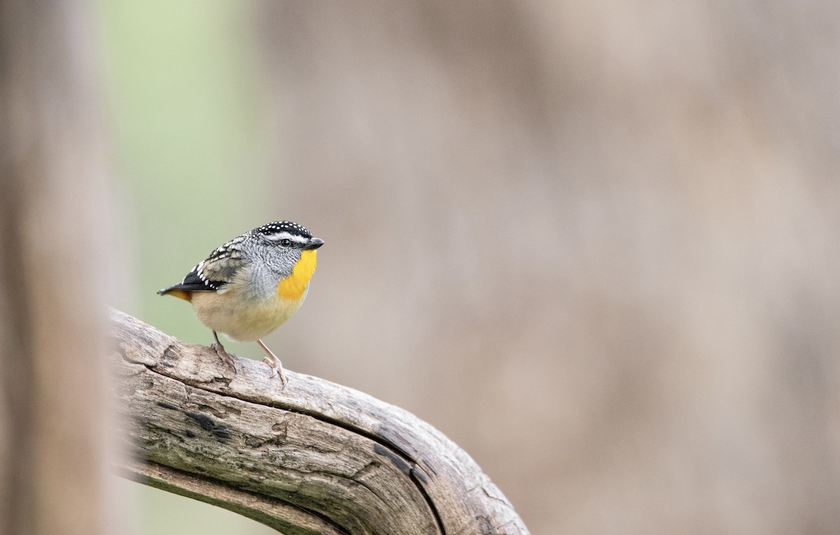 Spotted Pardalote - Caleb robins