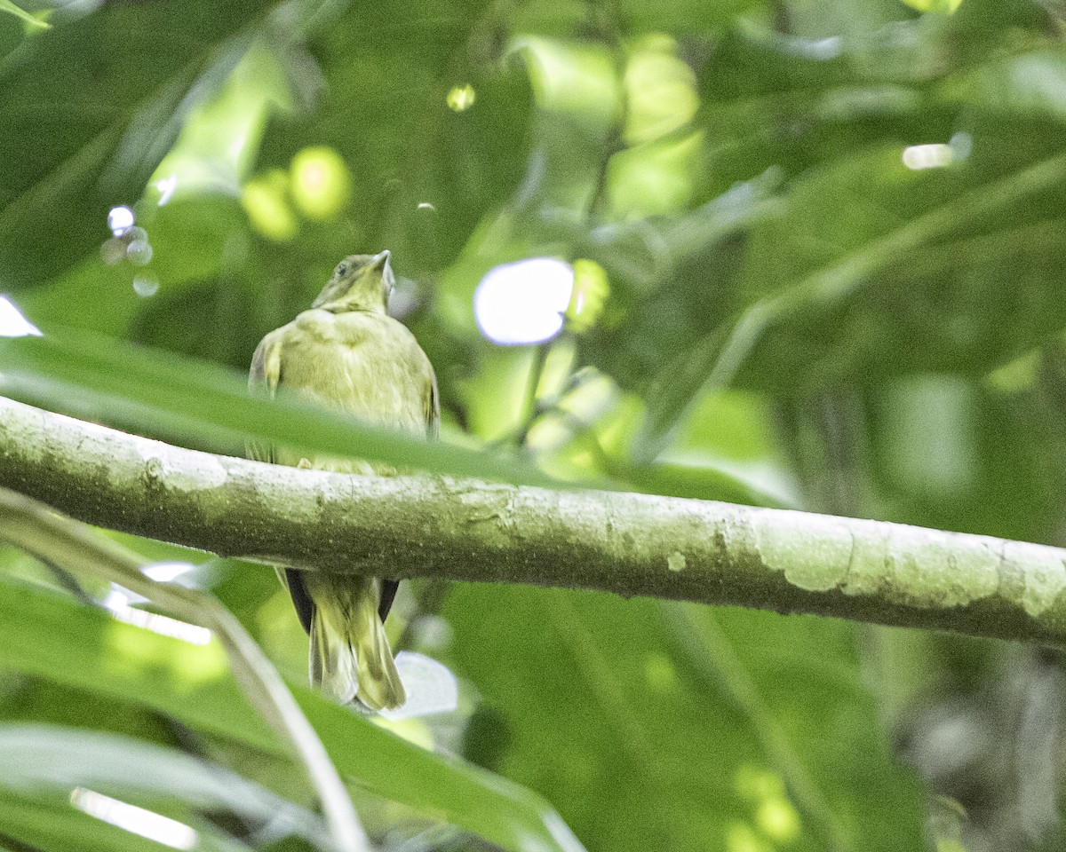 Zenker's Honeyguide - ML609314707