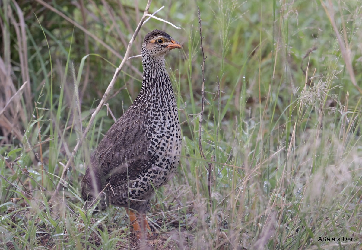 Francolin à bec jaune - ML609314738