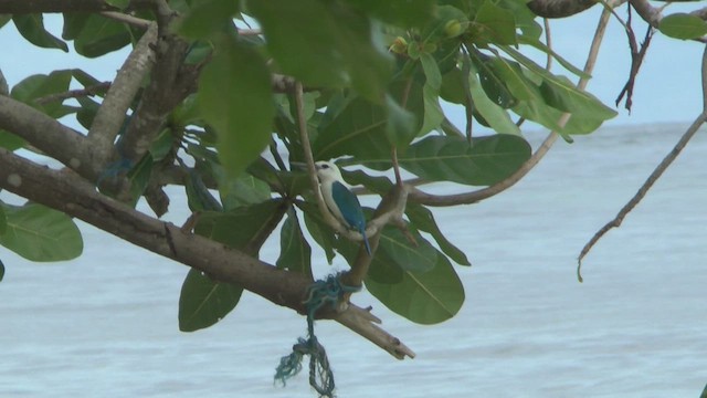 Beach Kingfisher - ML609314739