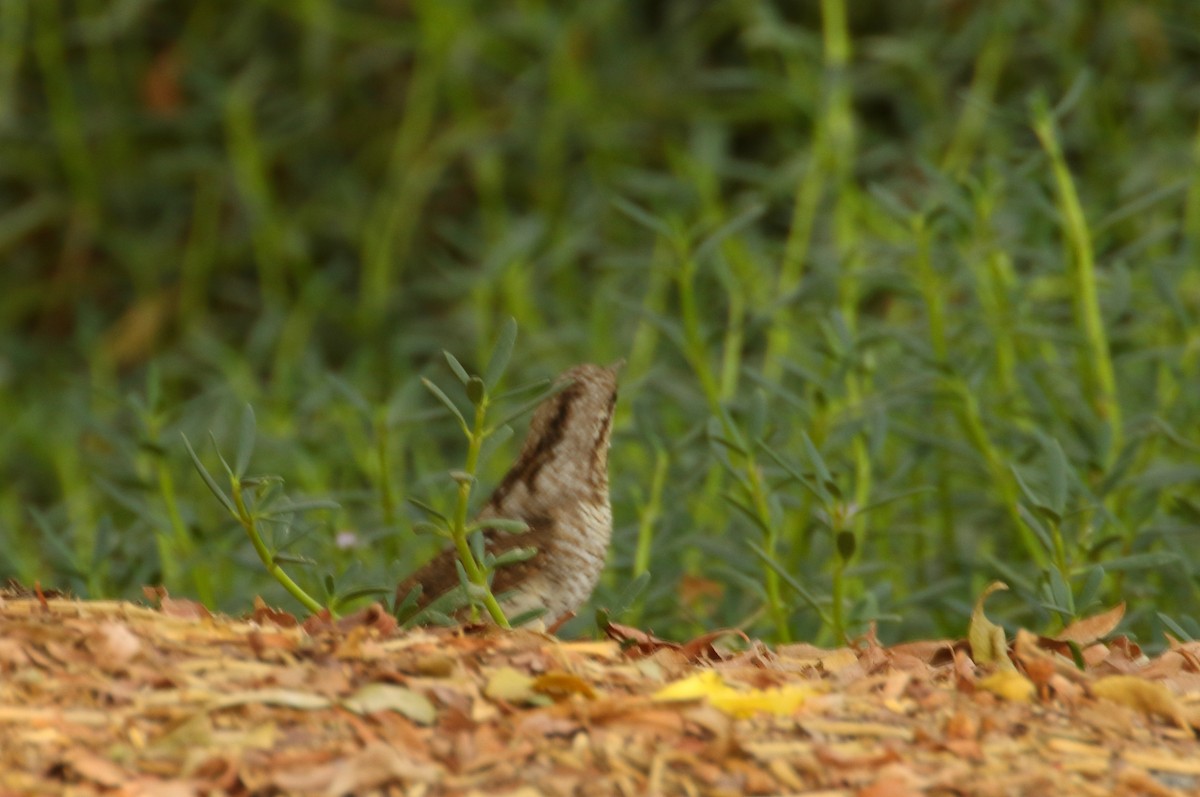 Eurasian Wryneck - ML609314777