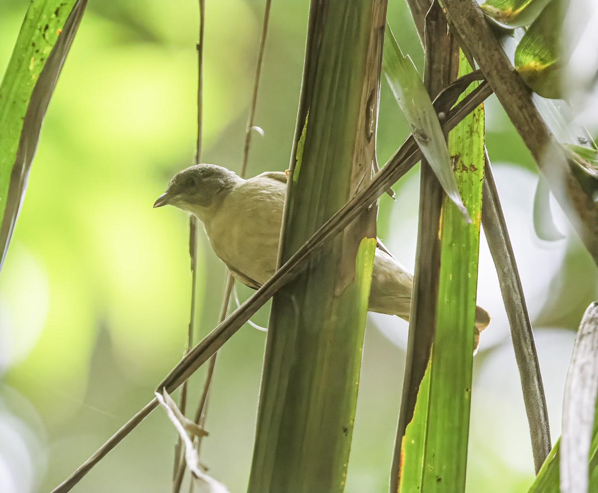 Zenker's Honeyguide - ML609314807