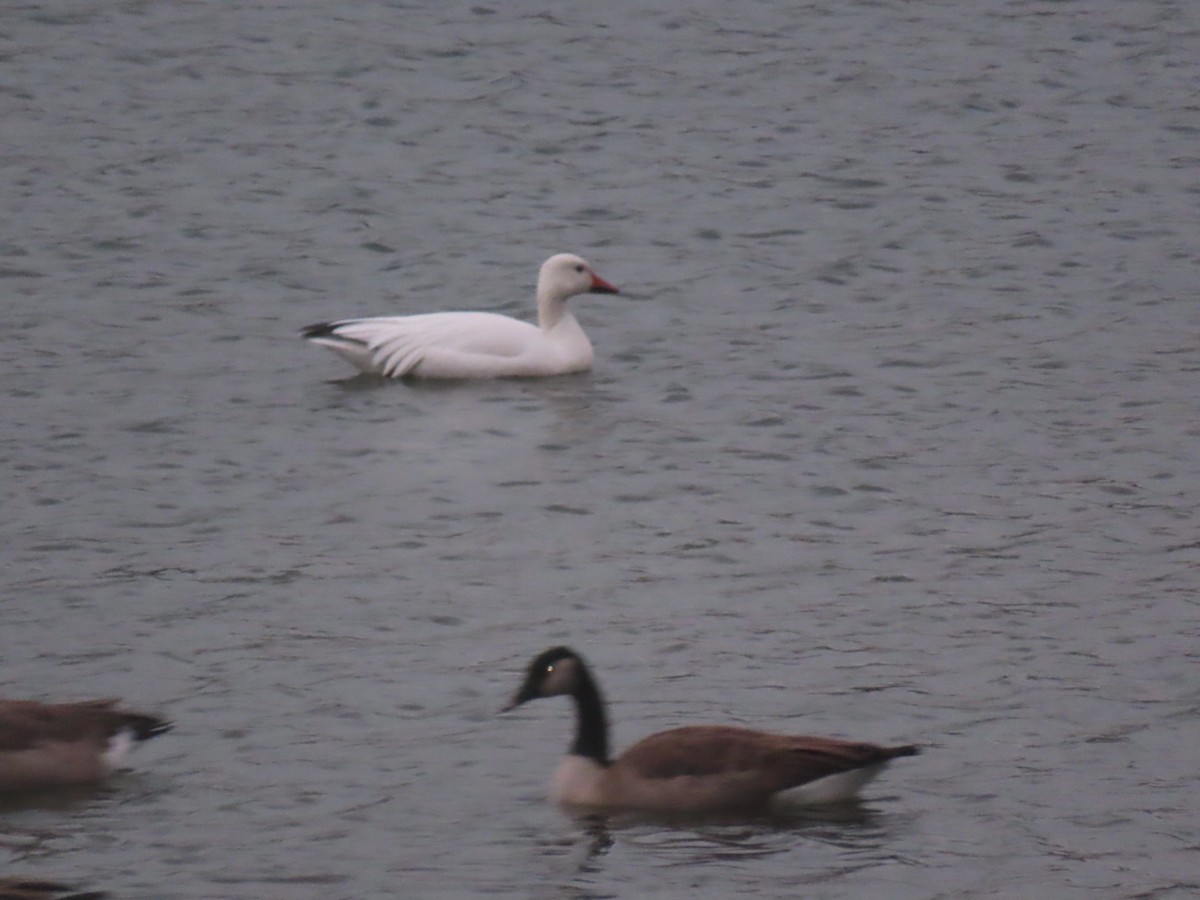 Snow Goose - ML609314867