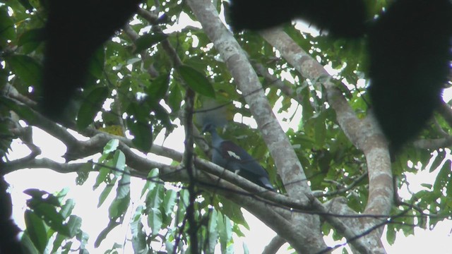 Western Crowned-Pigeon - ML609314903