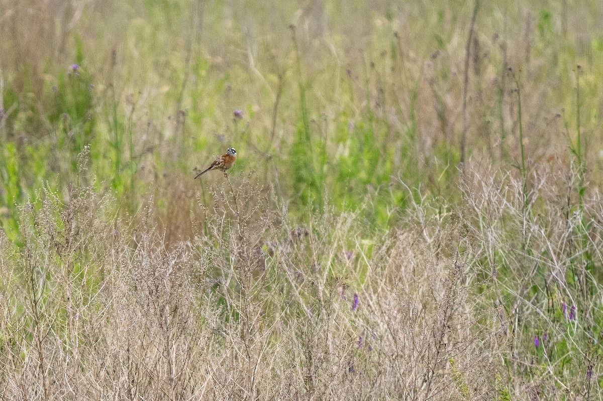 Meadow Bunting - Forest Botial-Jarvis