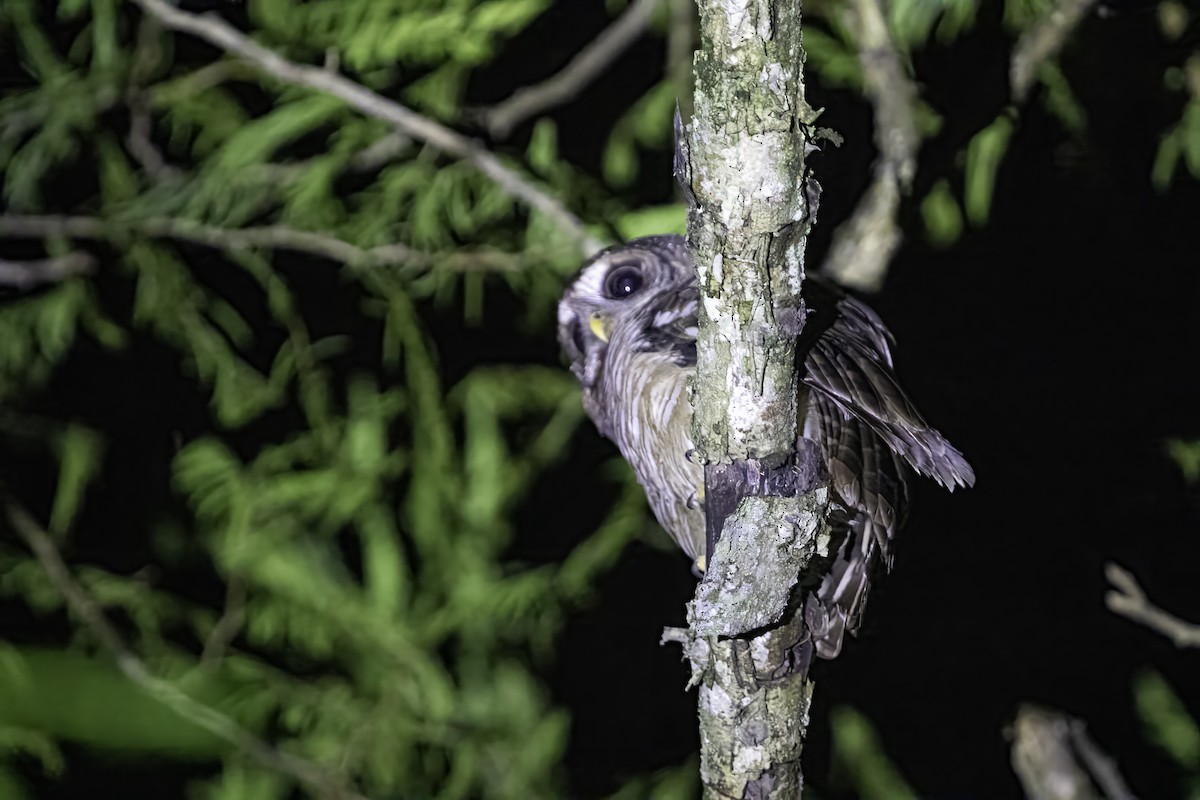African Wood-Owl - ML609314995