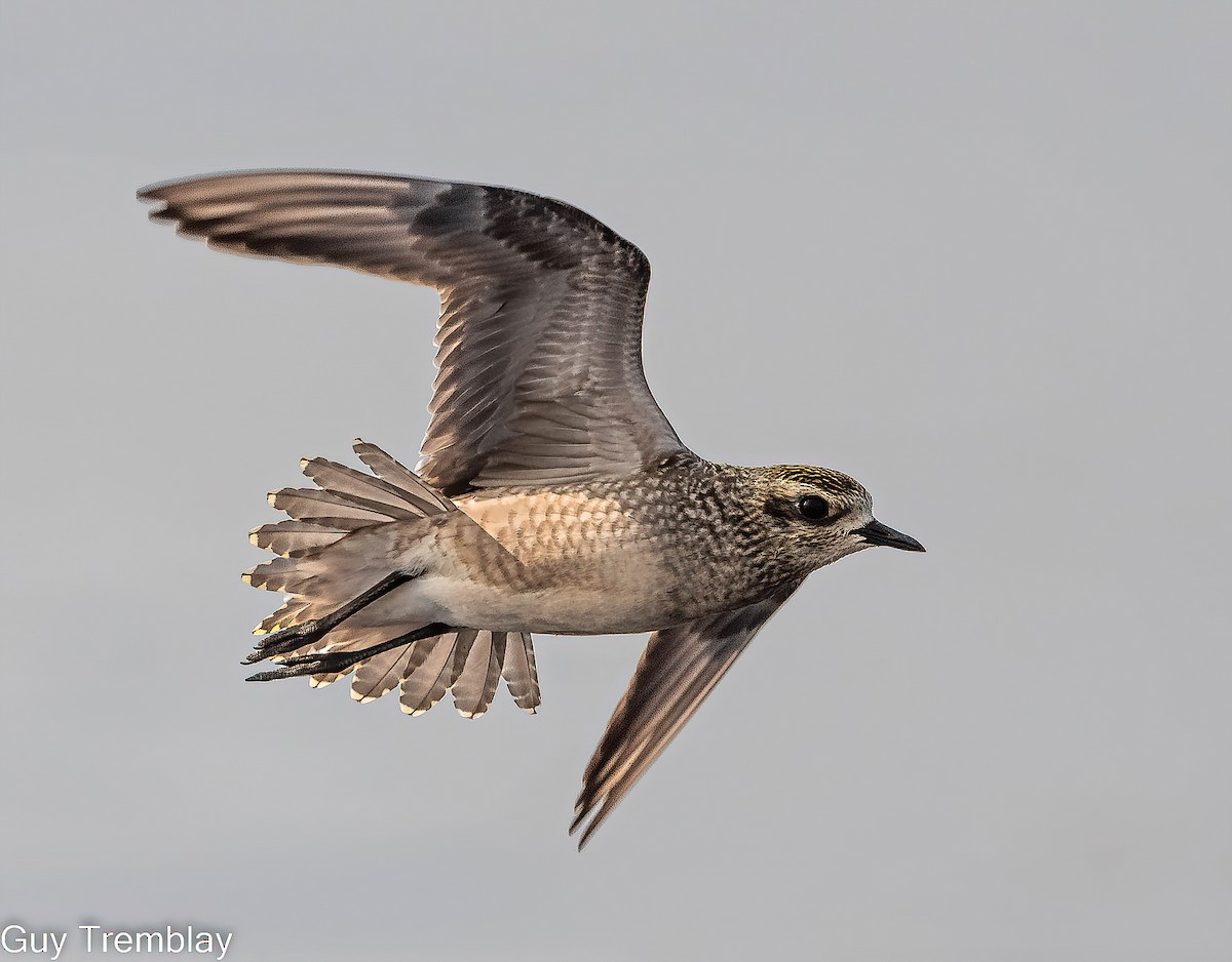 American Golden-Plover - ML609315173