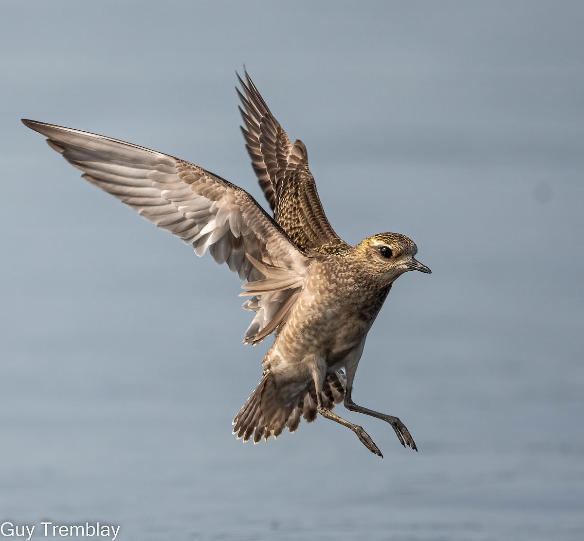 American Golden-Plover - ML609315197