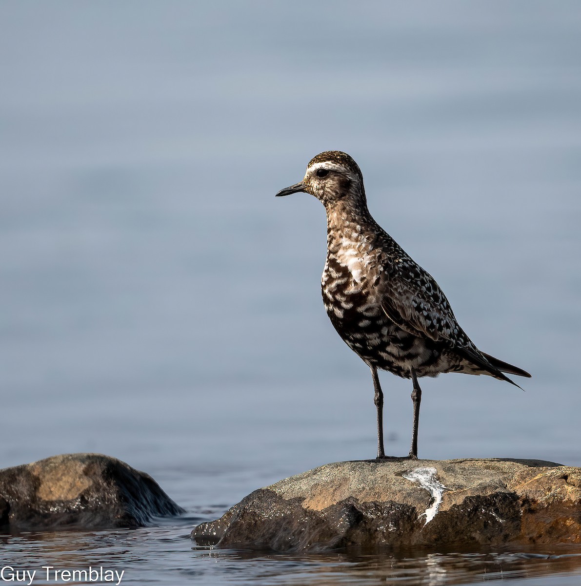 American Golden-Plover - ML609315202