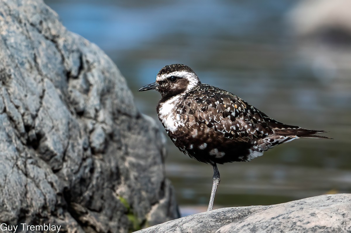 American Golden-Plover - ML609315213