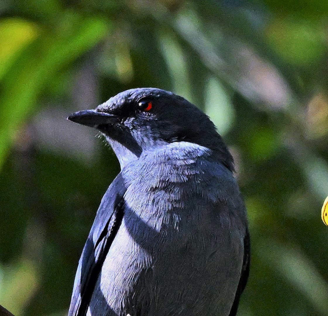 Black-winged Cuckooshrike - Hetali Karia