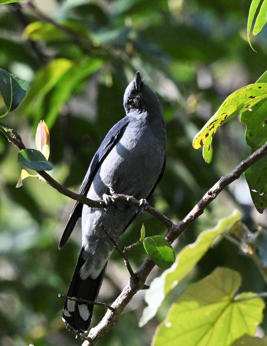 Black-winged Cuckooshrike - Hetali Karia