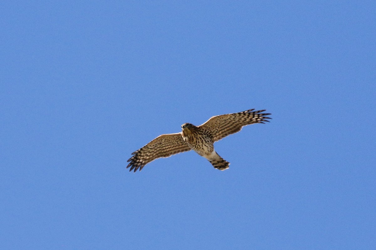 Cooper's Hawk - ML609315285