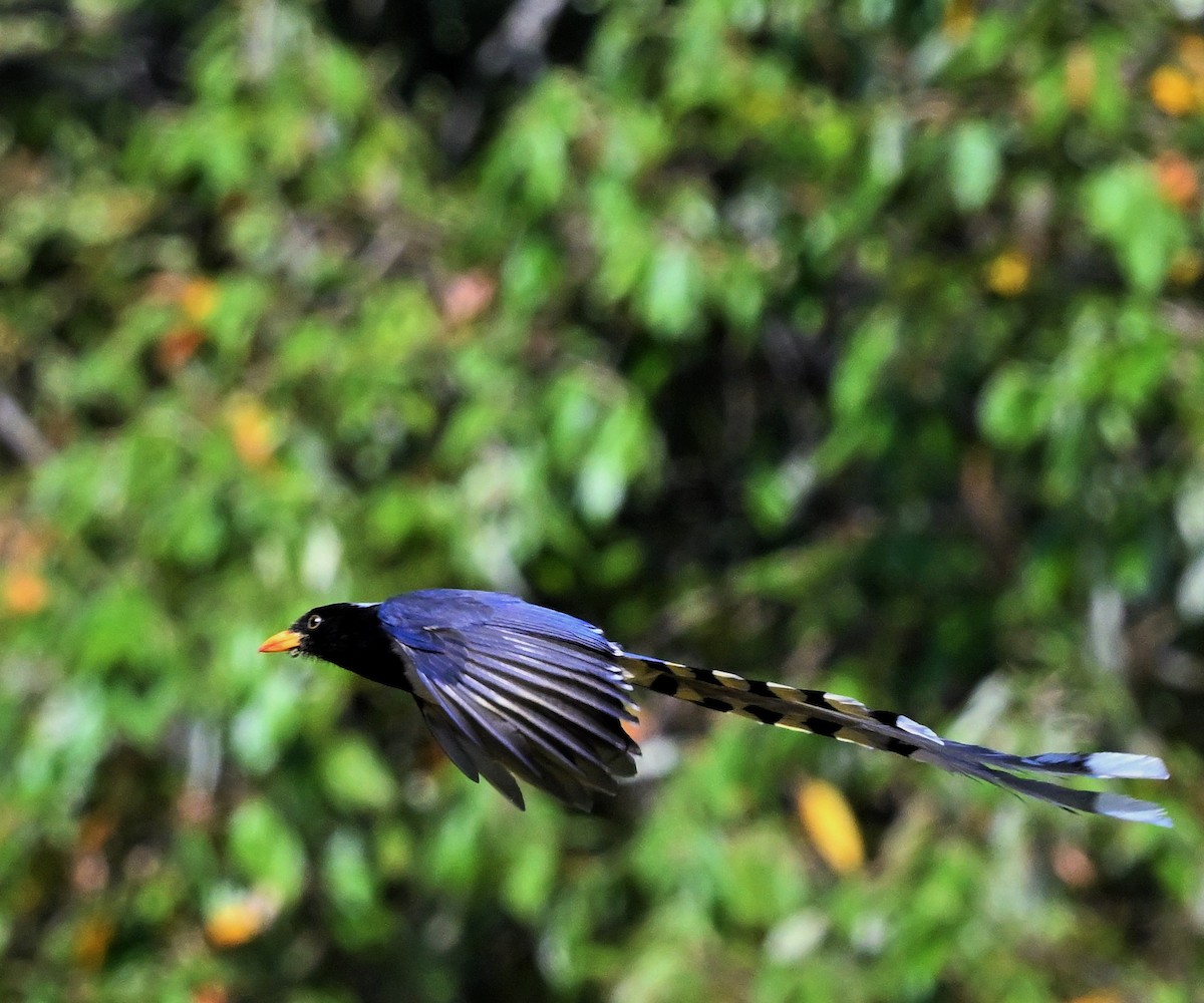 Yellow-billed Blue-Magpie - ML609315385