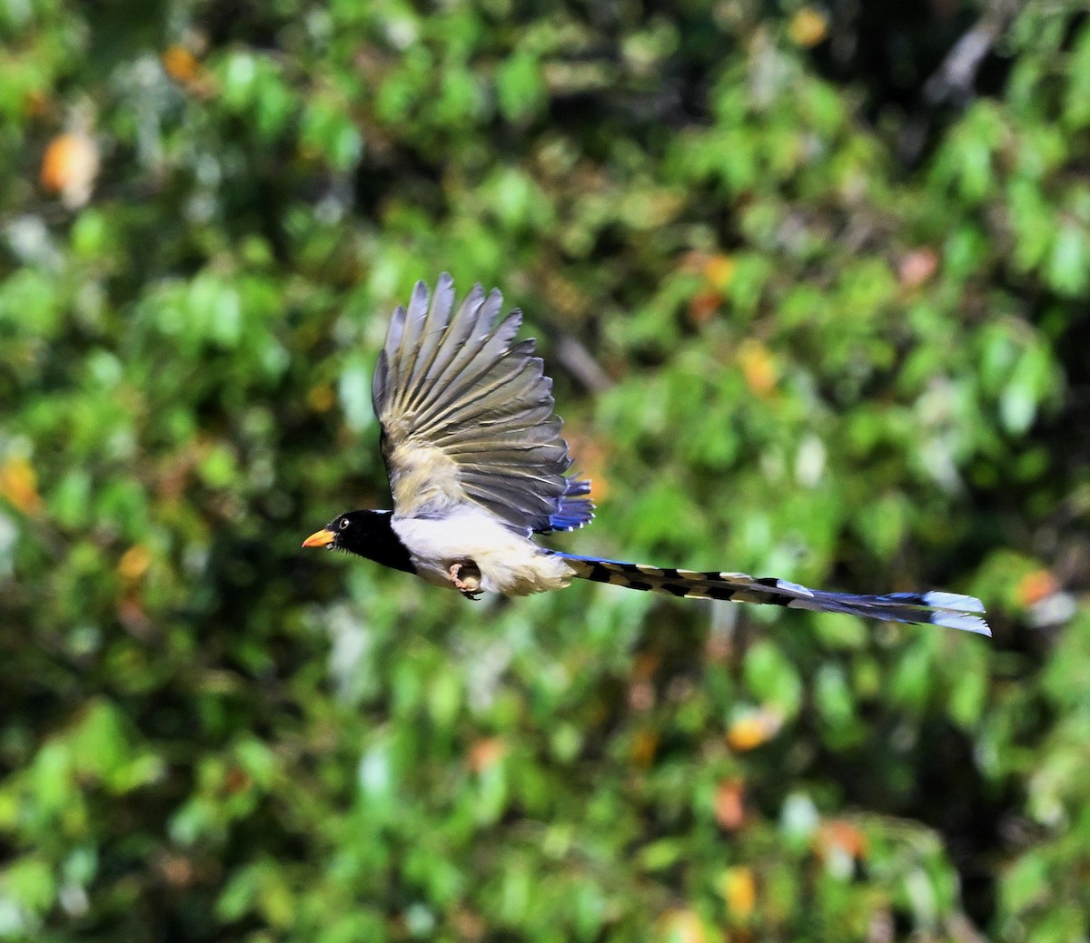 Yellow-billed Blue-Magpie - ML609315386