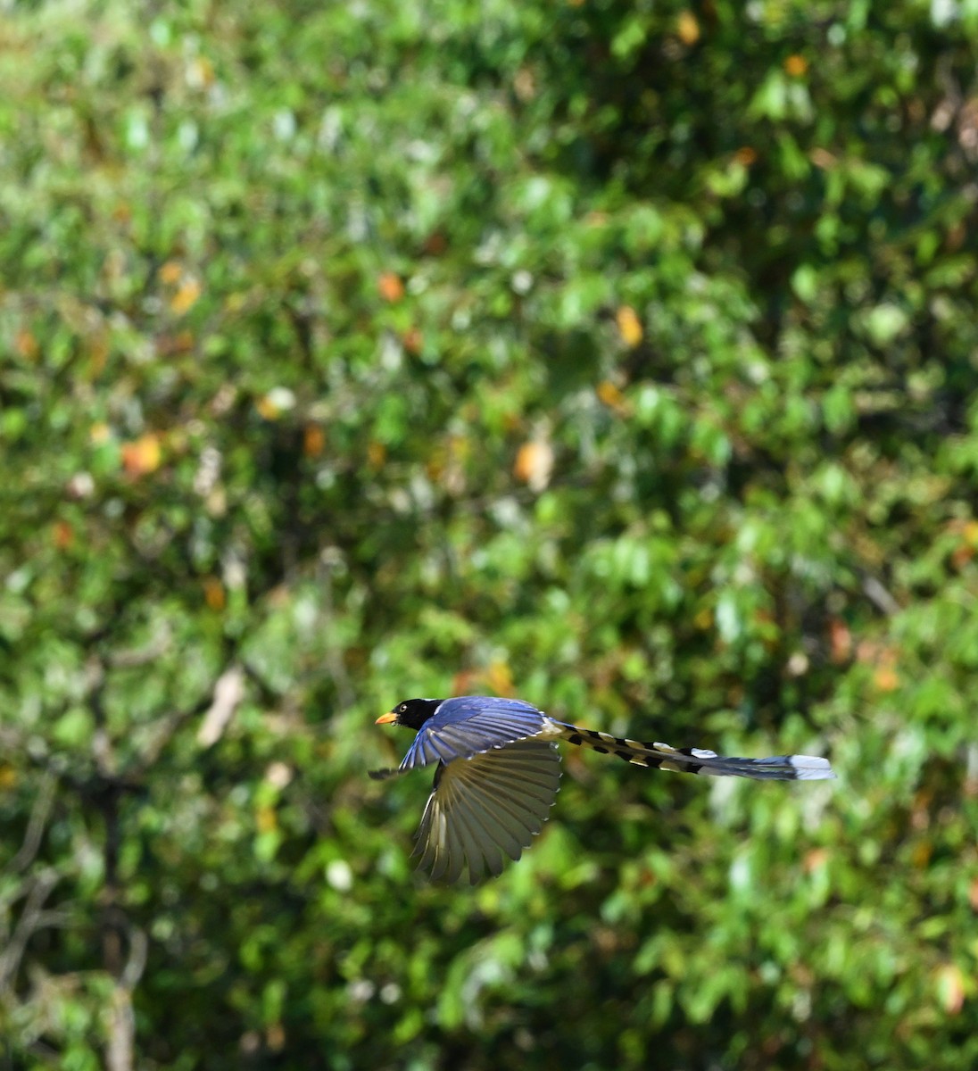 Yellow-billed Blue-Magpie - ML609315387