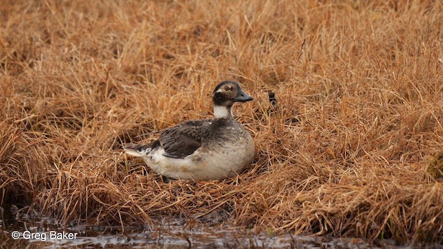 Long-tailed Duck - ML609315395