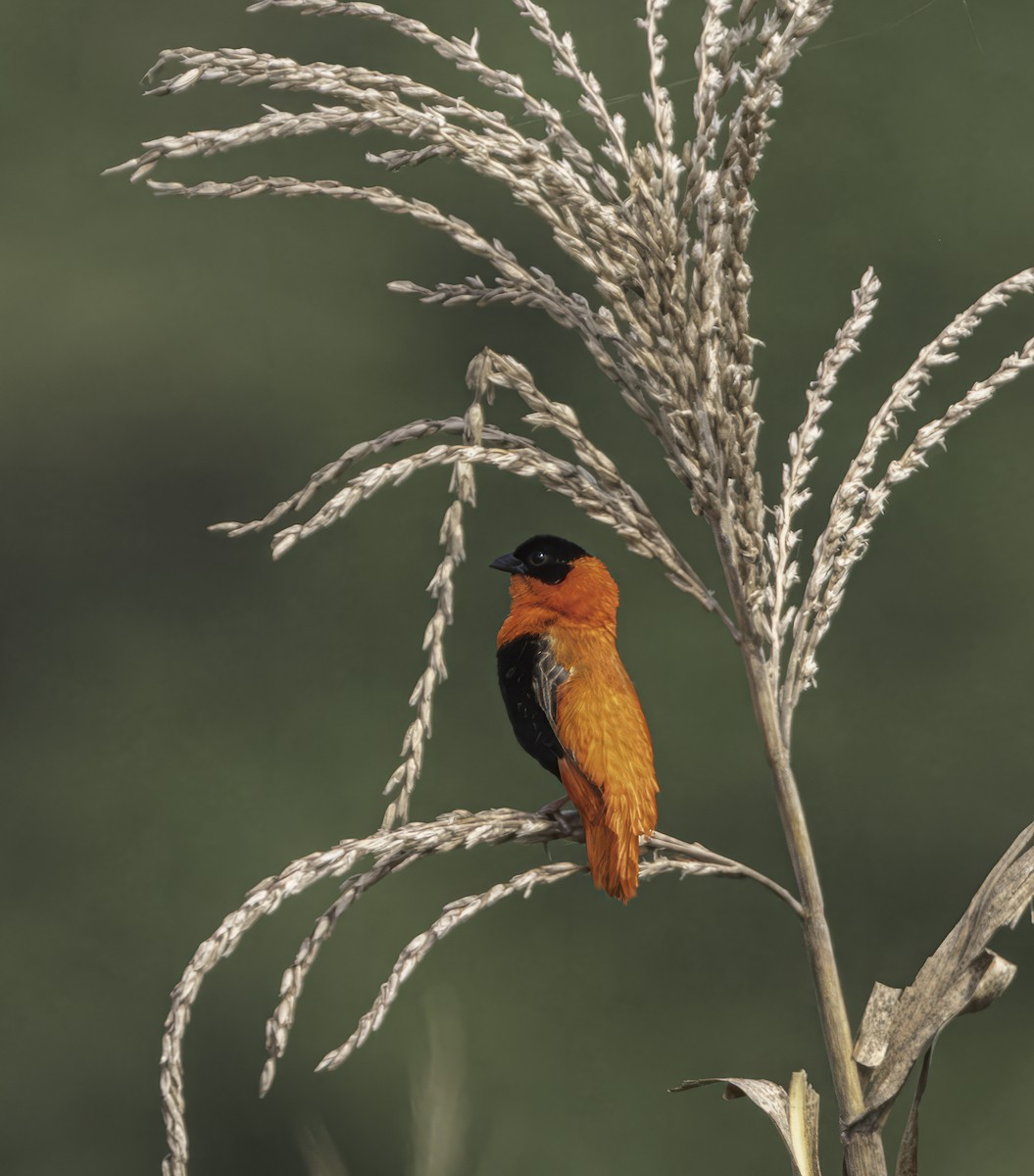 Northern Red Bishop - ML609315633