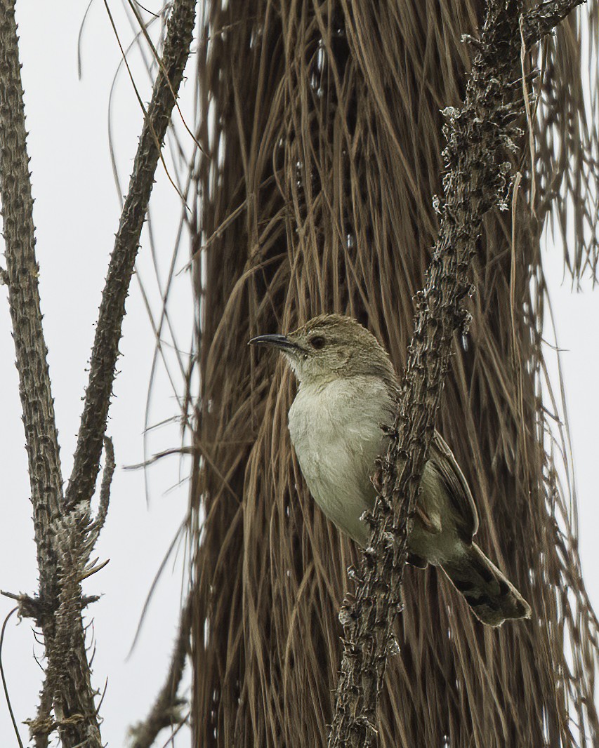 Singing Cisticola - ML609315768