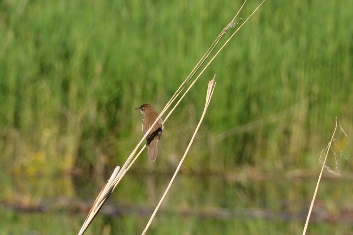 Savi's Warbler - ML609315776