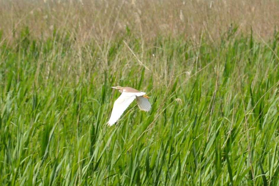 Squacco Heron - ML609315786