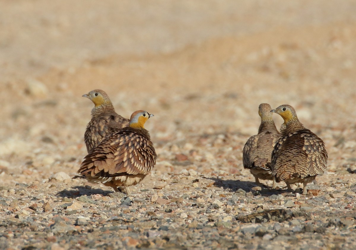 Crowned Sandgrouse - ML609315790