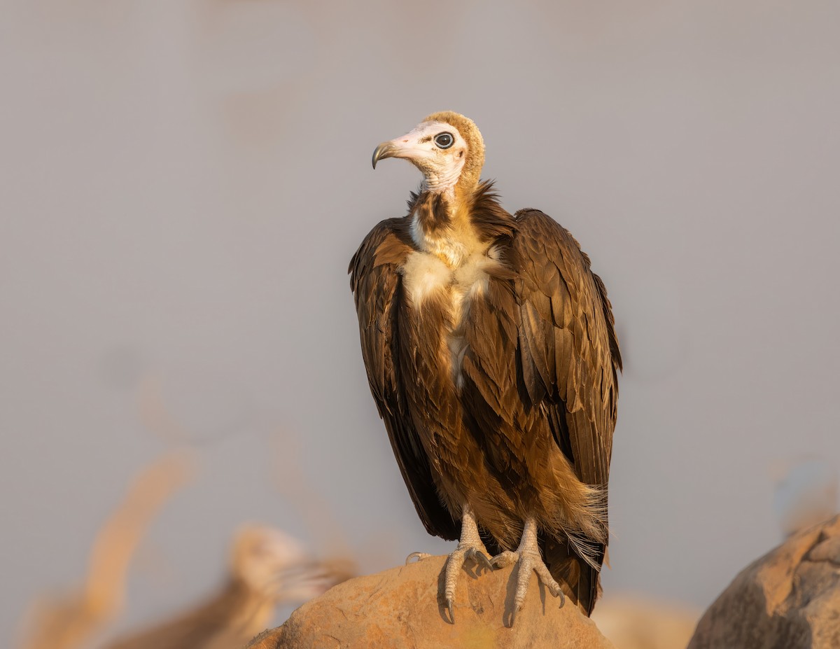 Hooded Vulture - ML609315813