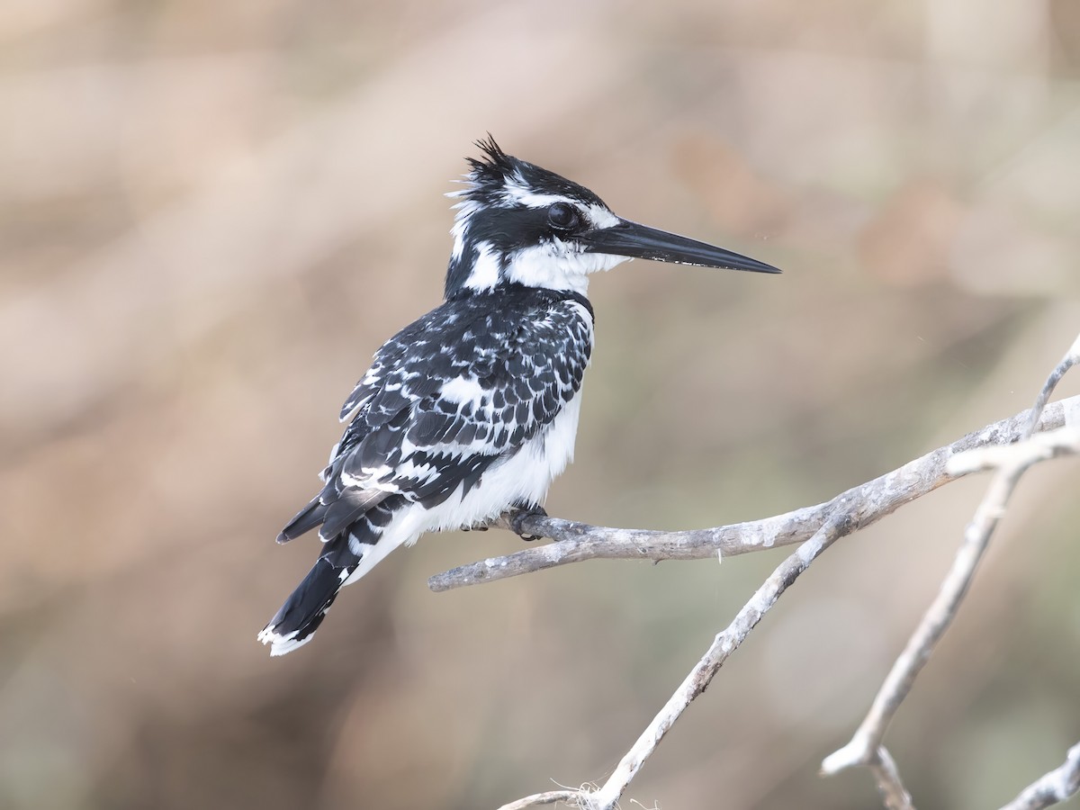 Pied Kingfisher - Arthur Steinberger
