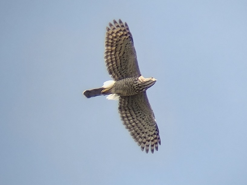Crested Goshawk - Lars Mannzen