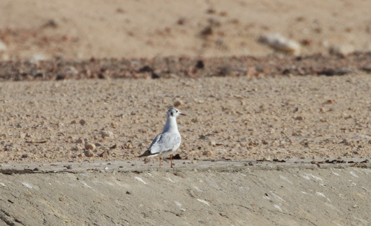 Mouette rieuse - ML609316006