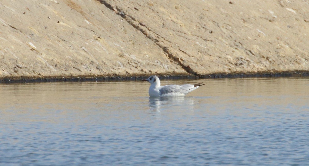 Black-headed Gull - ML609316007