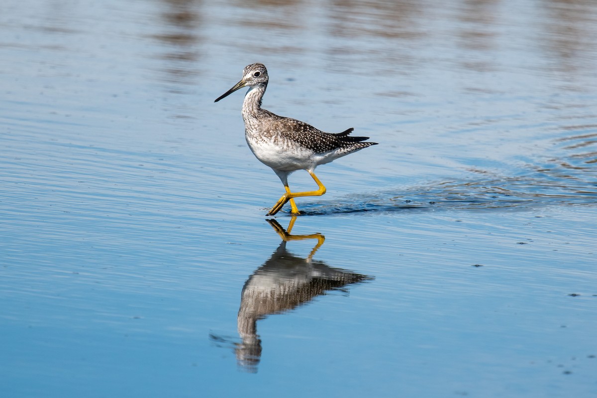 Greater Yellowlegs - ML609316008